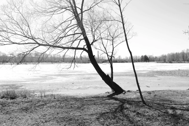 black and white po of a lone tree in snow - covered field