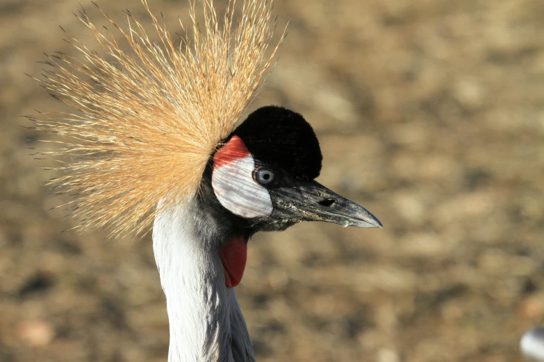 a peacock with a red and white feathers and some other bird feathers