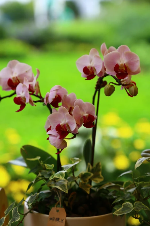 a small potted pink flower with two stems