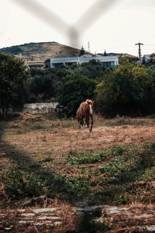 a horse is walking in an open area