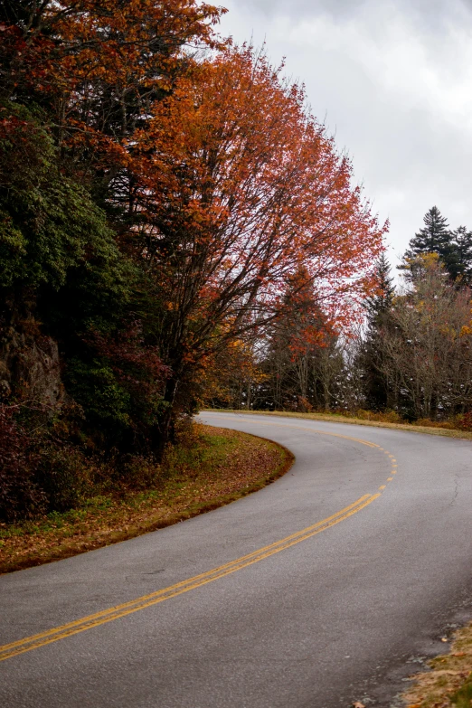 a curve on the road leading into the woods