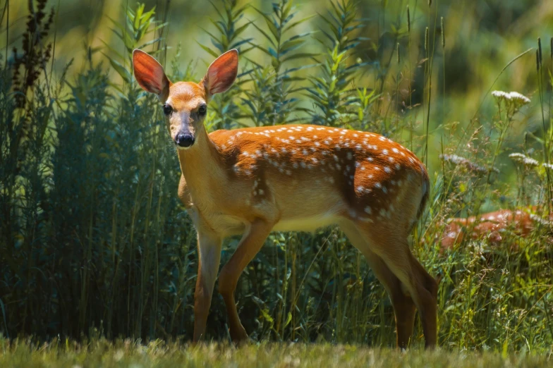 a baby deer that is standing in some grass