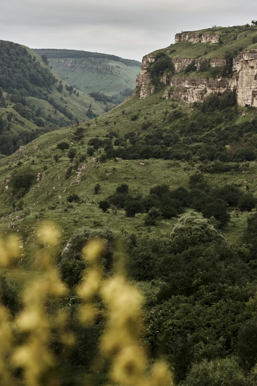 a hilly view with lush green bushes and mountain covered hillside