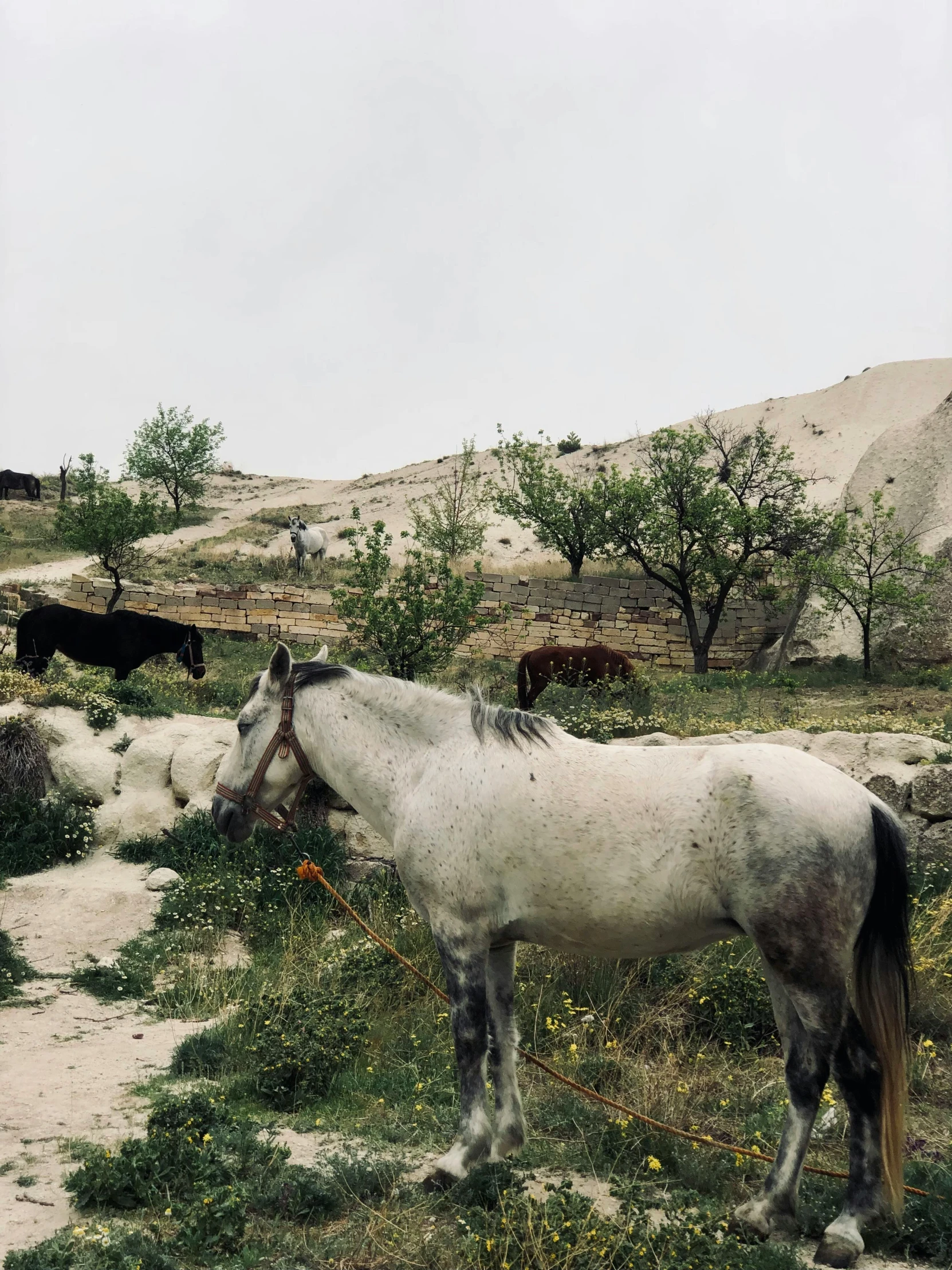 the white horse is standing by itself outside