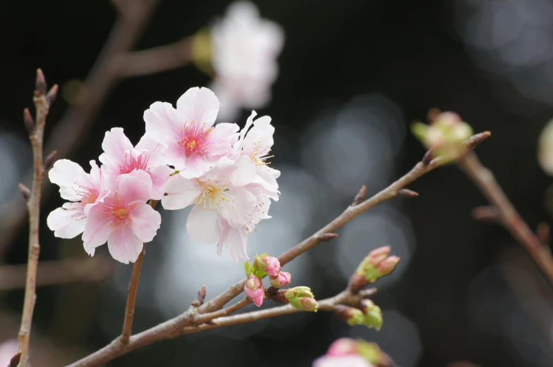 the nches of a cherry blossoming tree in full bloom