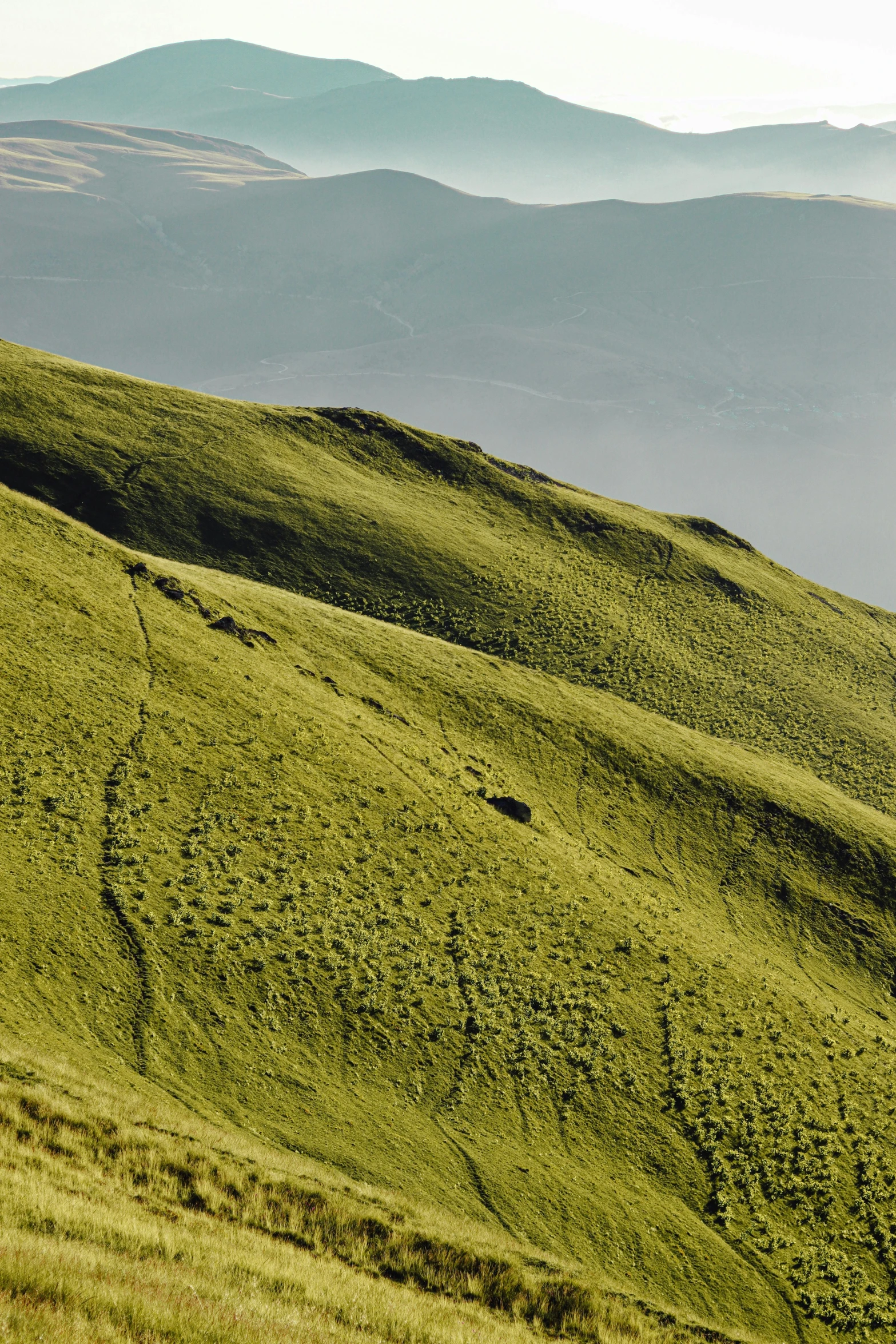 the cows are roaming through an open mountain range