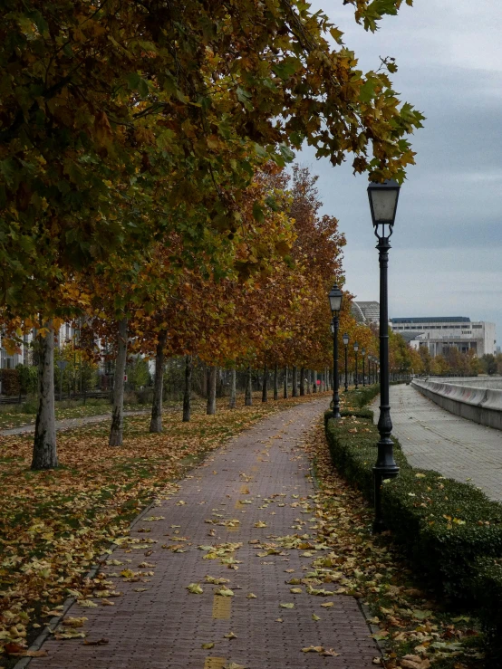 an empty path next to a street with lots of leaves on the ground