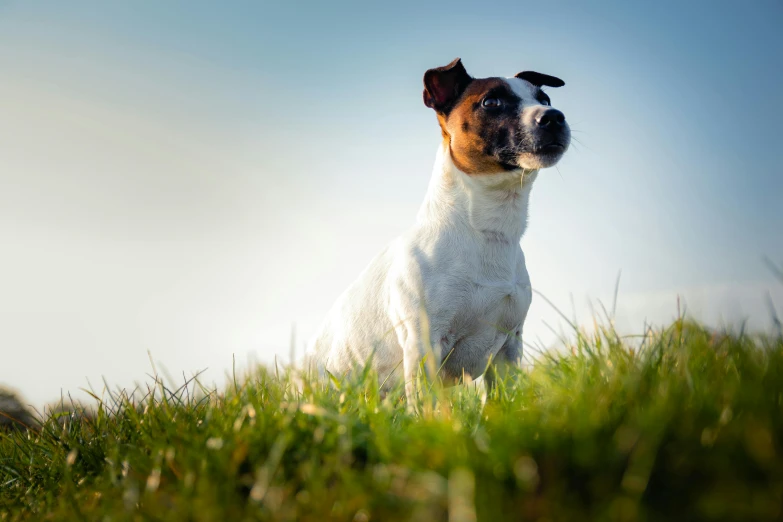 the dog is sitting in the grass and looking upward