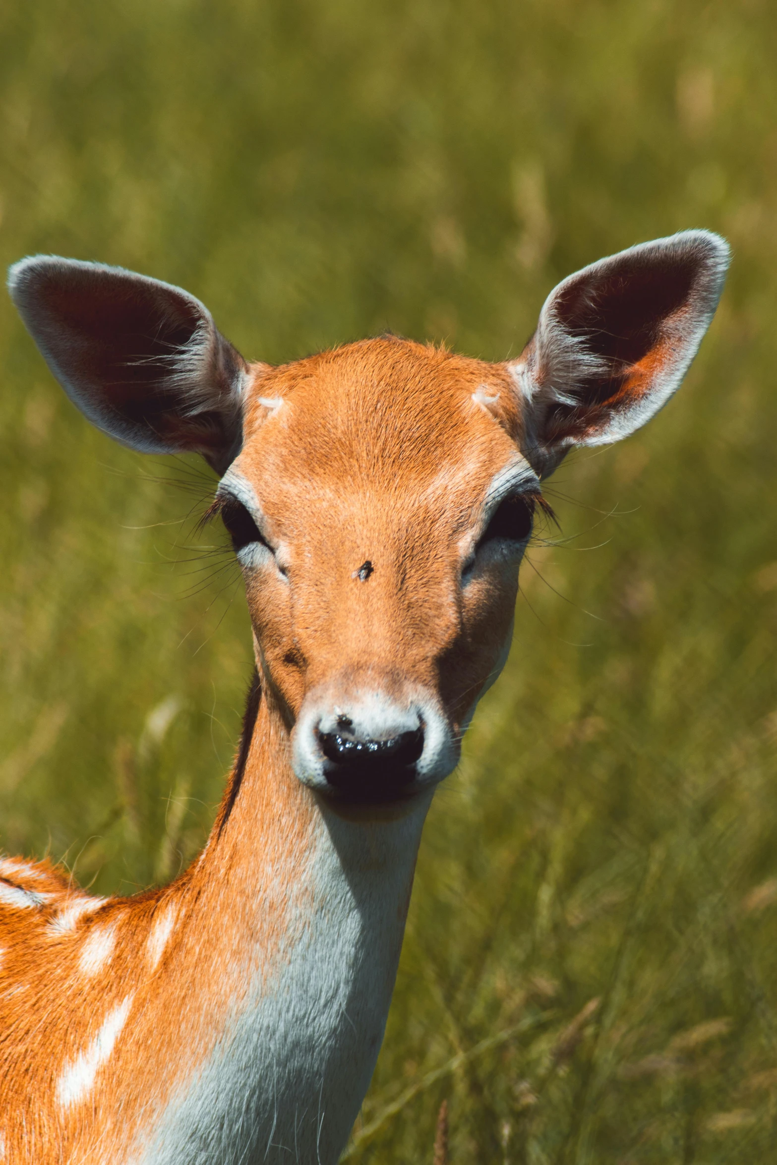 a deer with a fake face standing on some grass