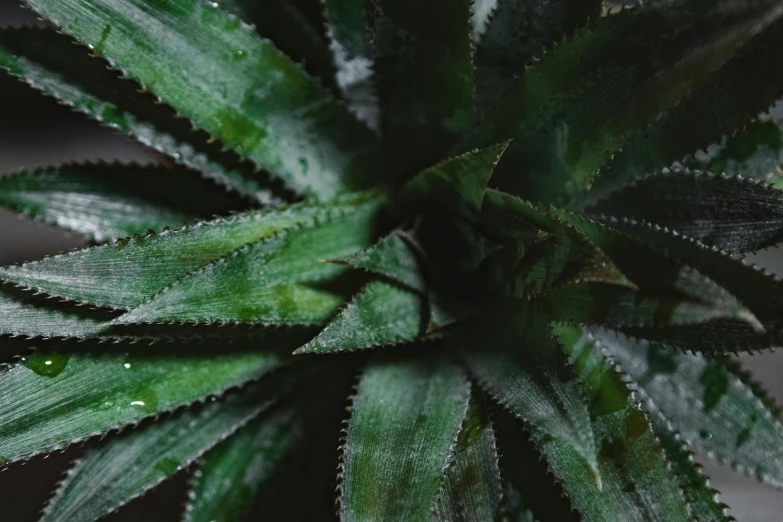 this is a close up s of a green plant