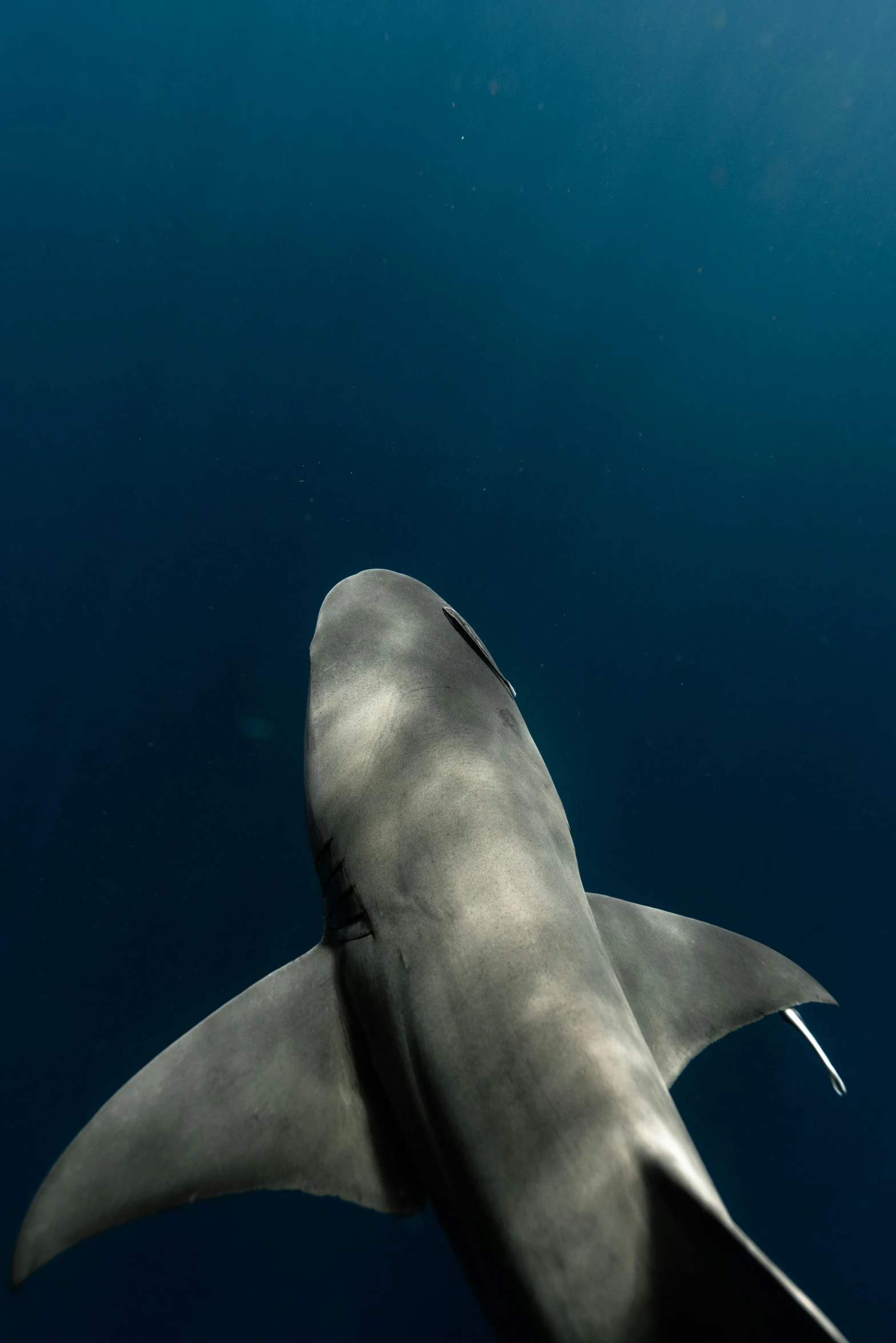 a shark is submerged out on the ocean