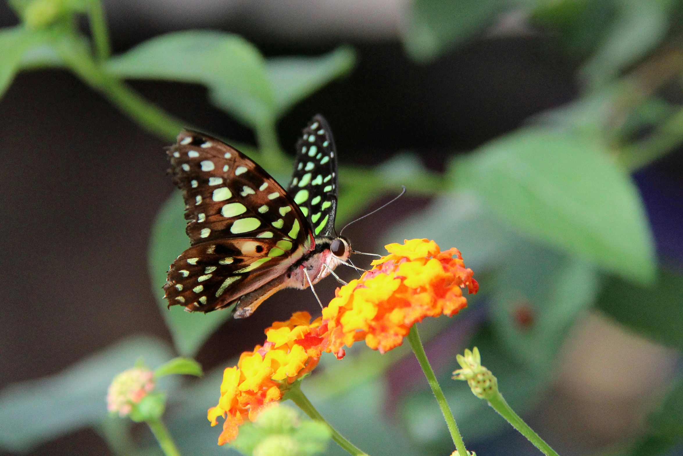 a erfly on an orange and yellow flower