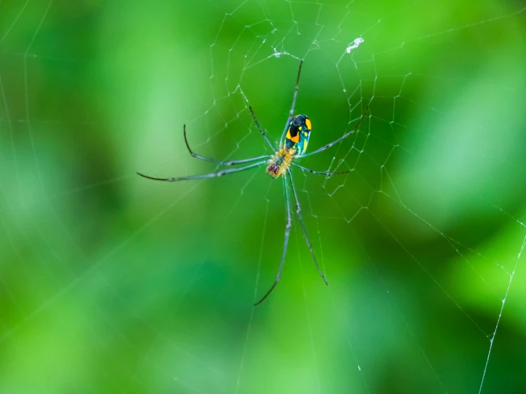 there is an image of a spider in the web