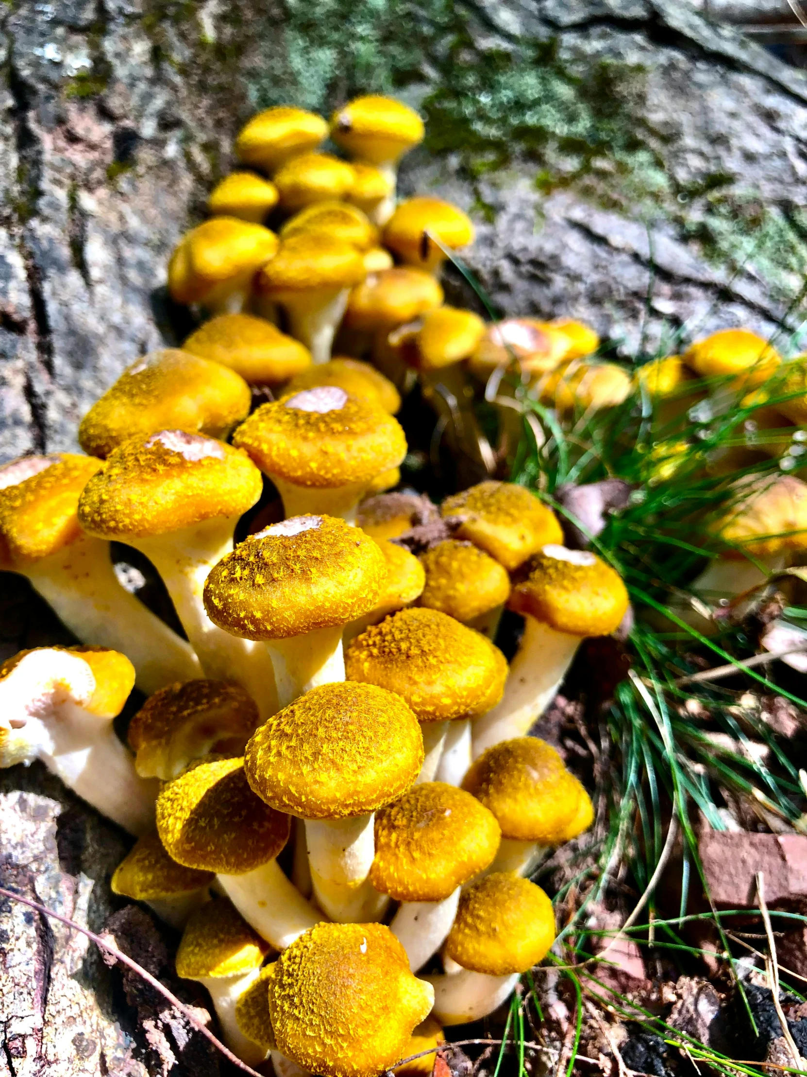 small mushrooms on a tree trunk by some foliage