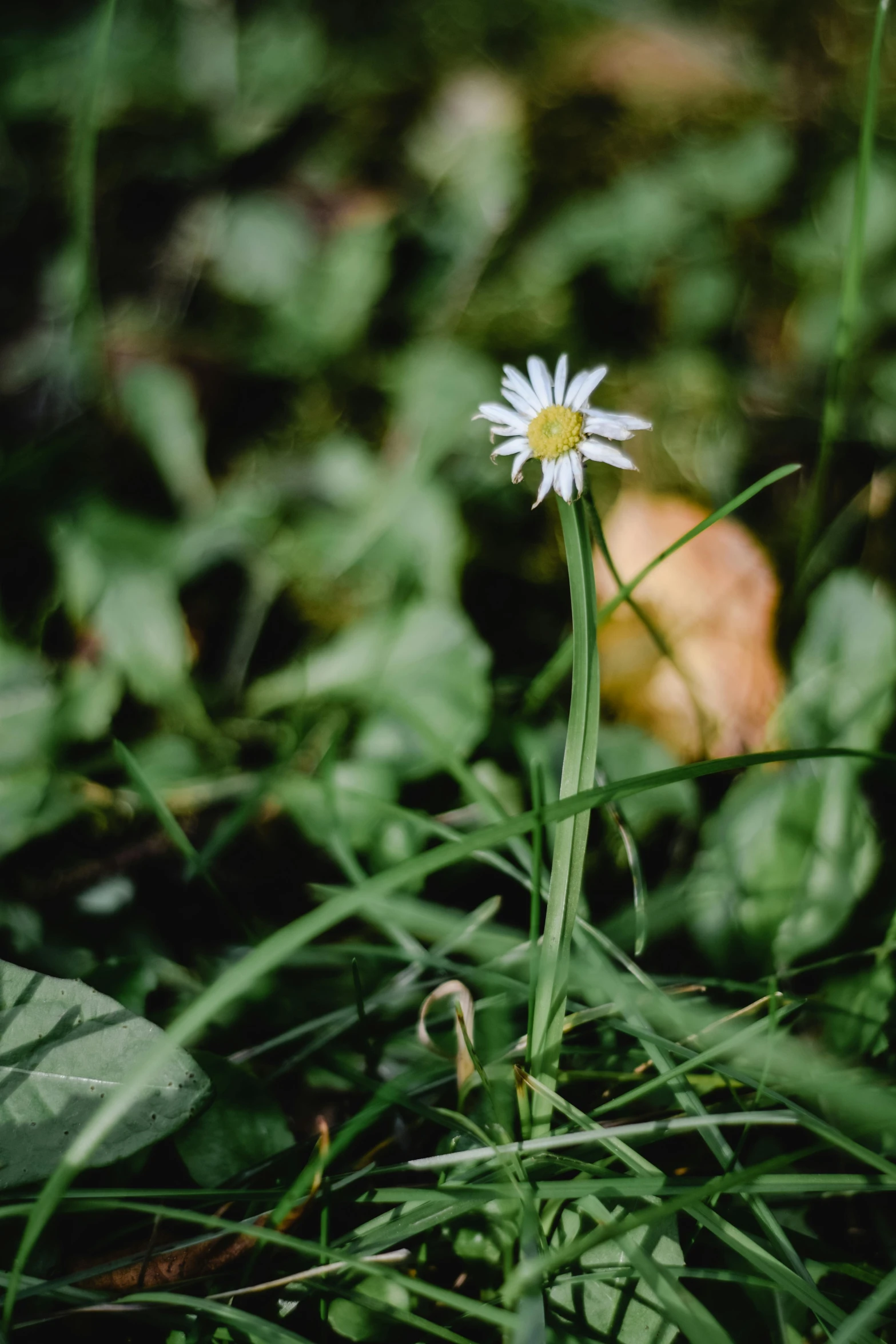 a daisy blooming in the grass in the wilderness