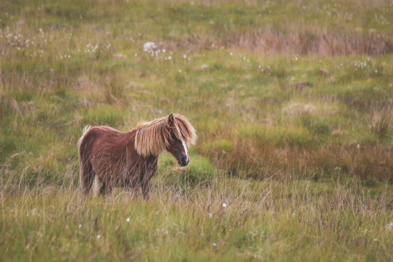 a gy horse standing on a lush green field