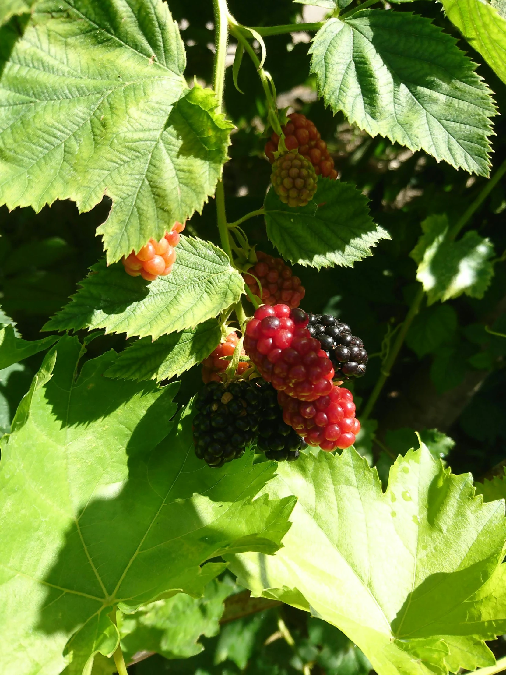 berries are shown on the nch of a bush