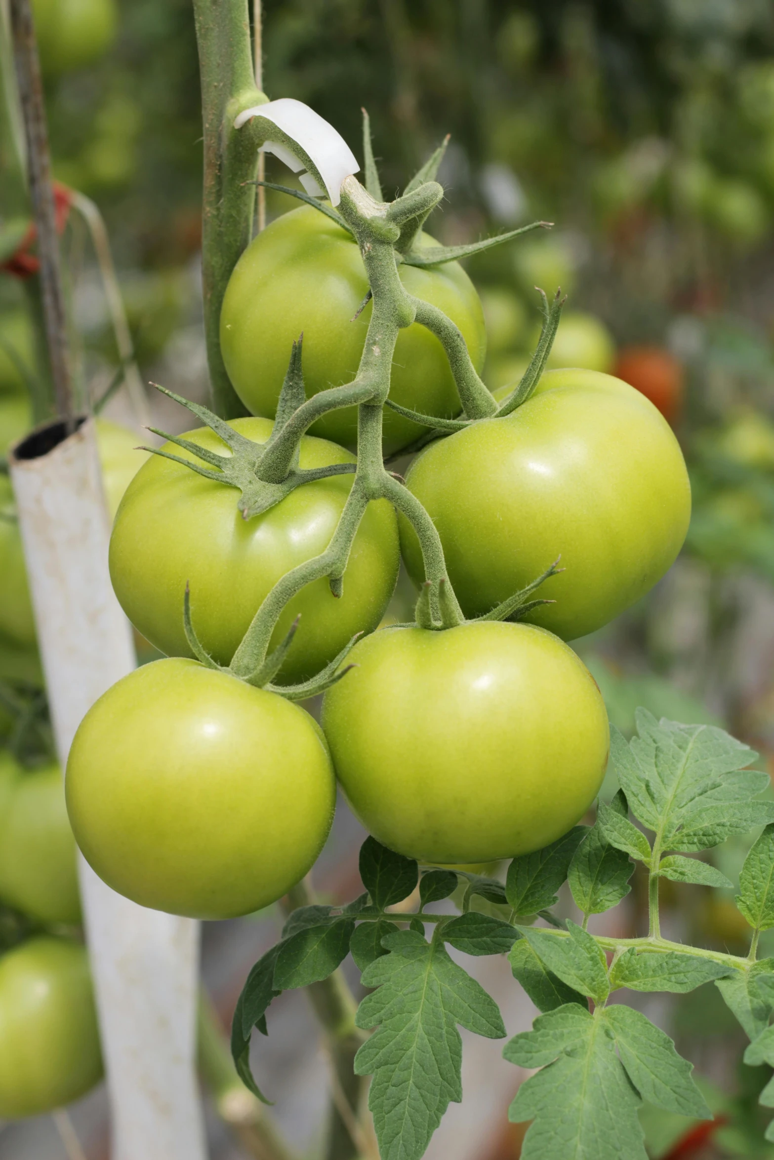 the green tomatoes are growing on the vine