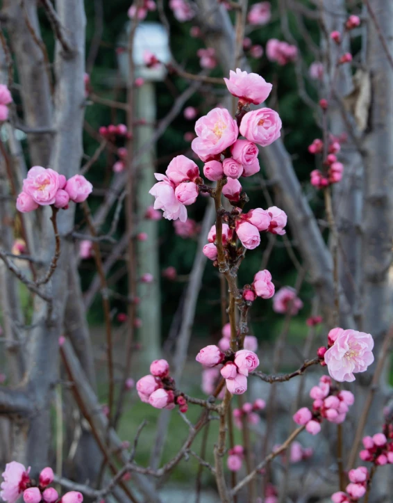 the pink buds of the tree in full bloom