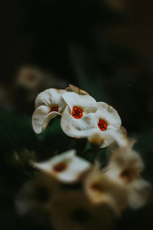 a close - up s of a white flower with red center