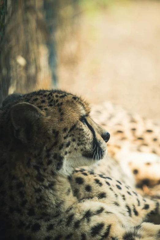 a close up of a cheetah laying down