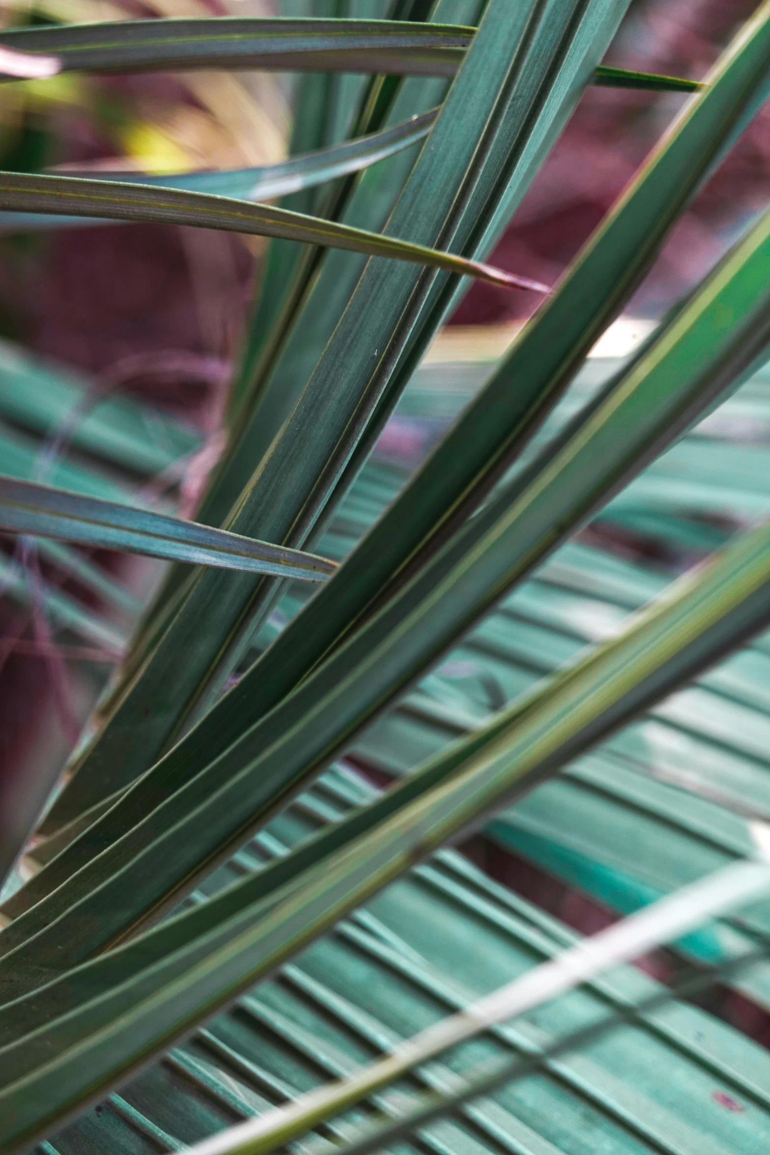 close up image of a leaf from a tropical plant