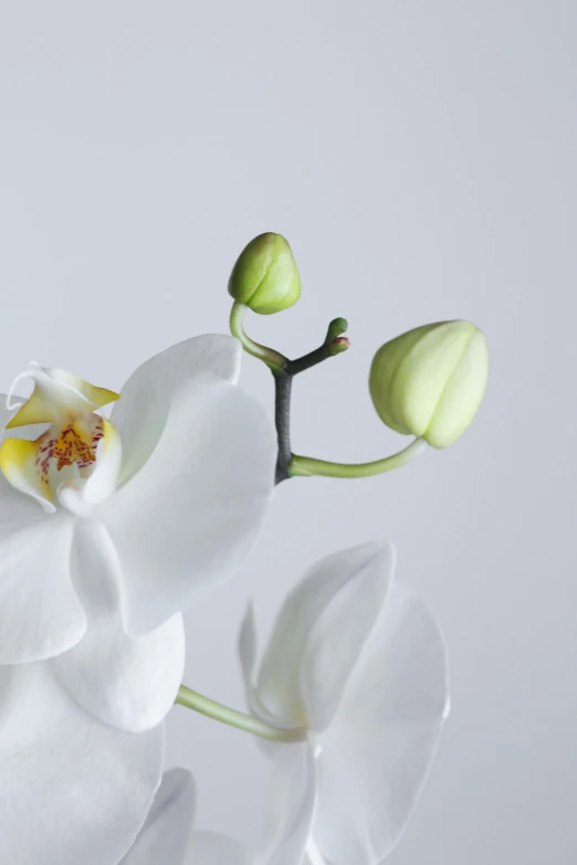 a white flower with a single yellow stamen and two buds