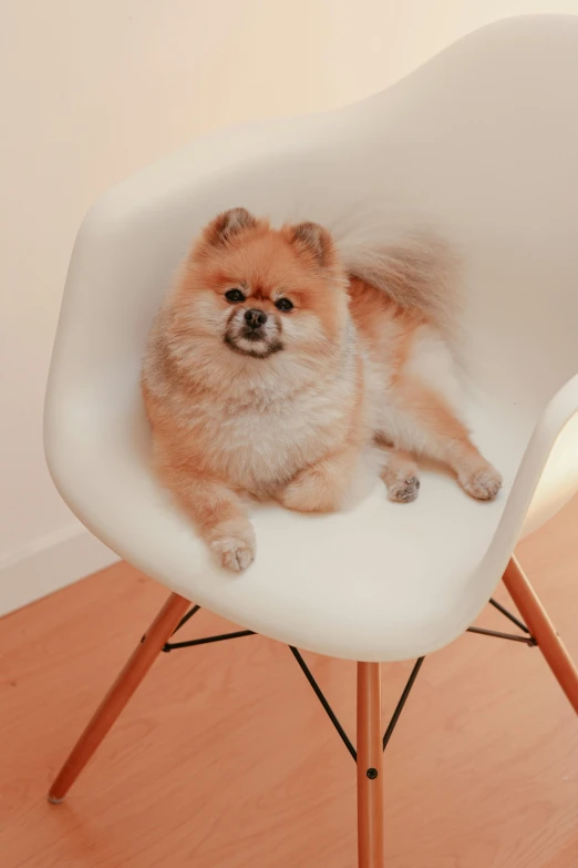 a pomeranian dog sitting in a chair by itself