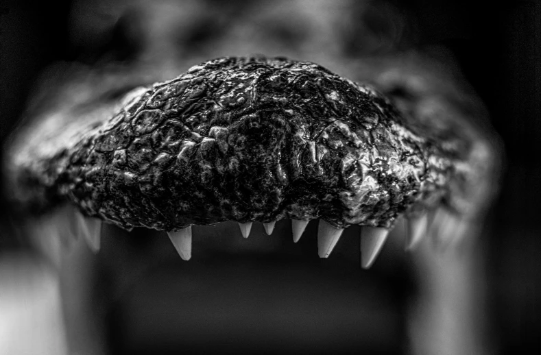 black and white pograph of a toothy animal