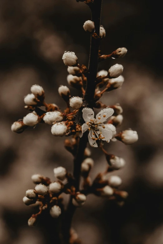 the small flower is growing up close to the camera