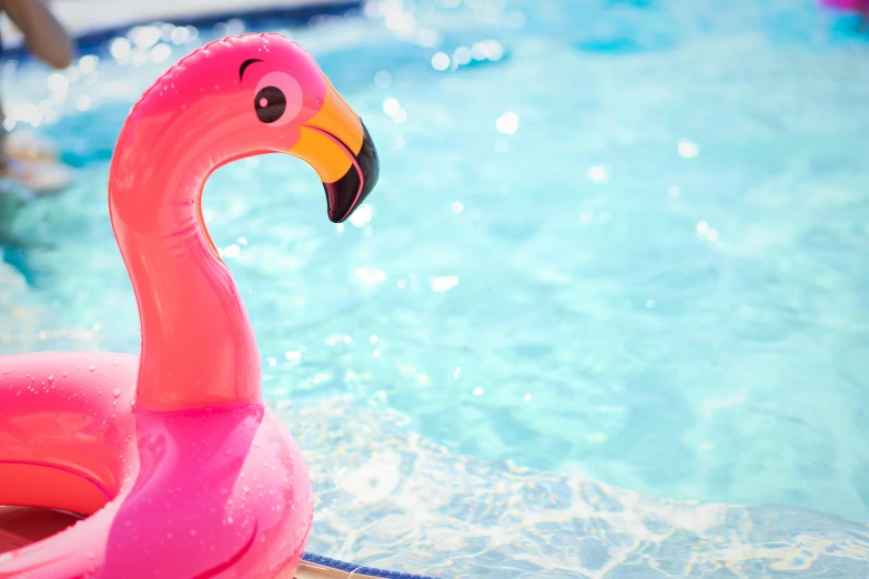 a pink flamingo pool floatie in the swimming pool