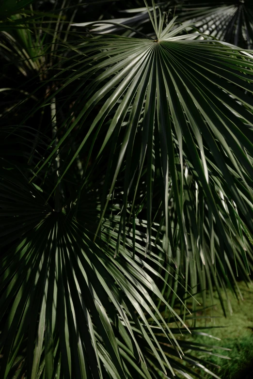 some leaves and stems of a palm tree
