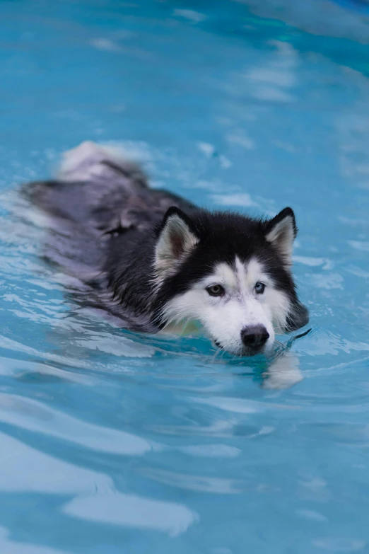 a husky dog swimming in a pool with his tongue hanging out