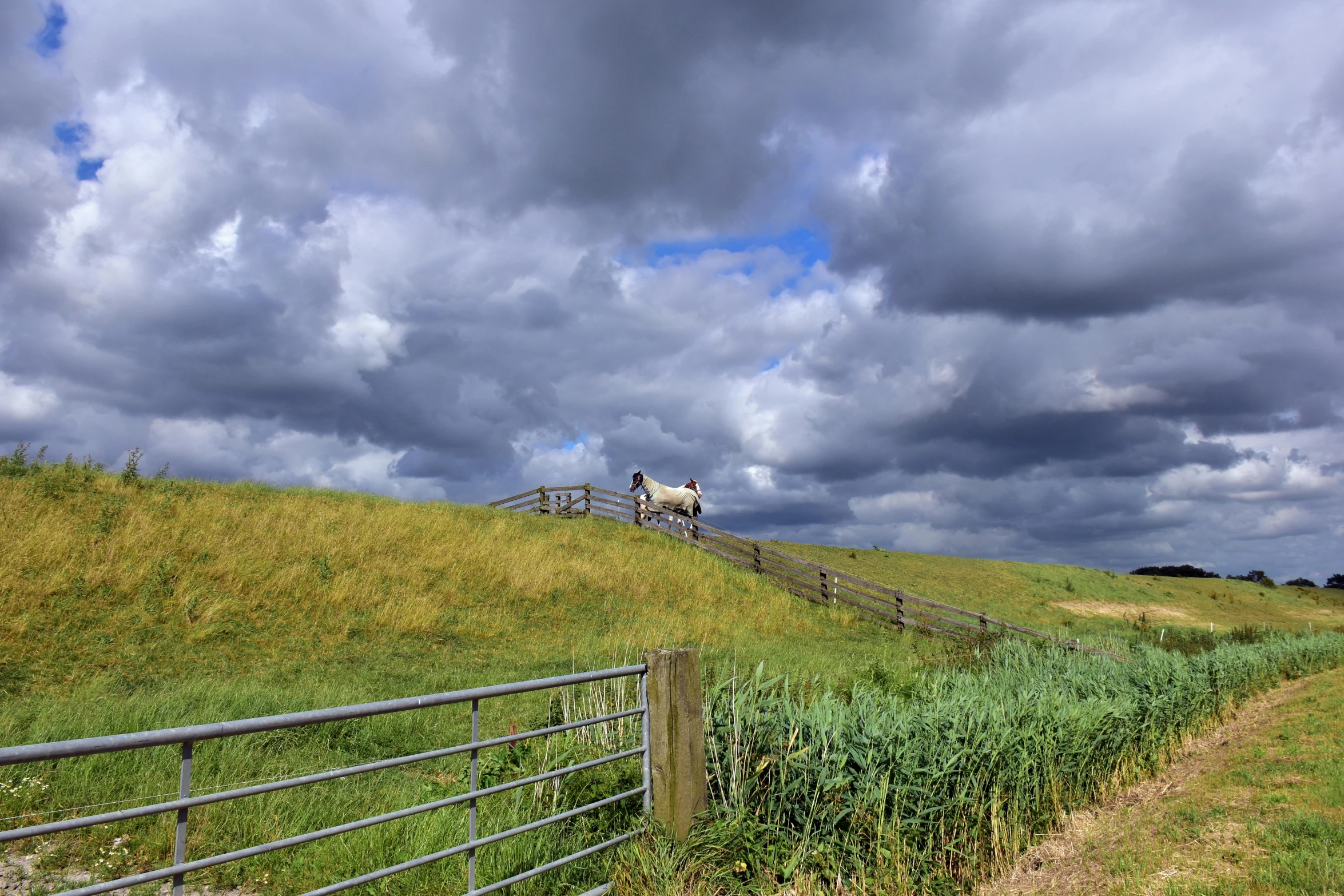 two sheep on a hill, facing opposite direction