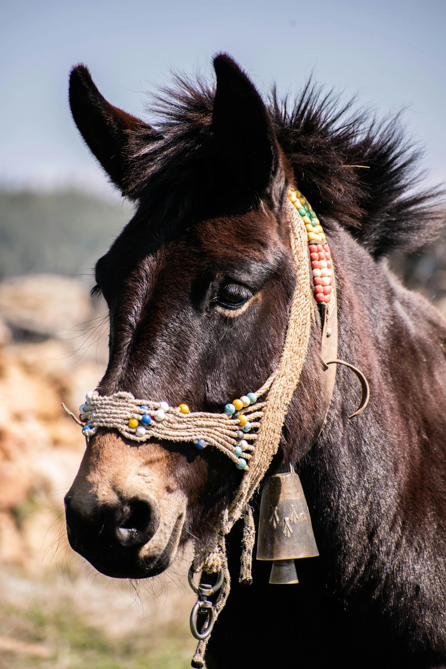 a dark colored horse with colorful beads around his neck