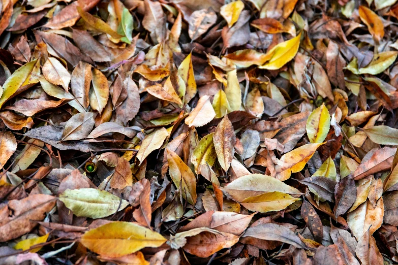 many different colored leaves laying on the ground