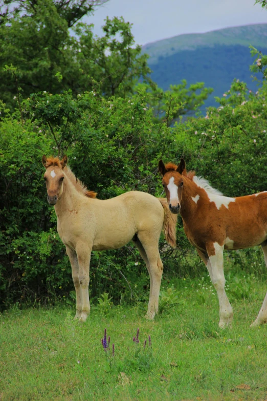 two horses stand in the tall grass with trees behind them
