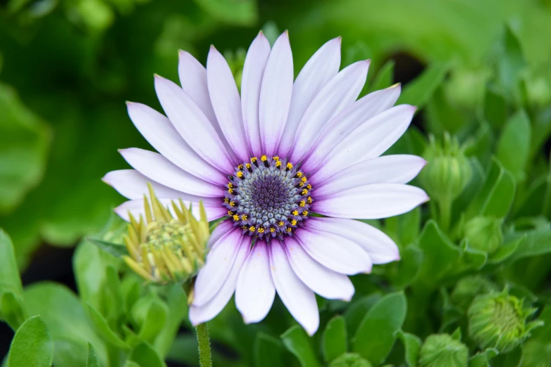 pink and white flower surrounded by leaves