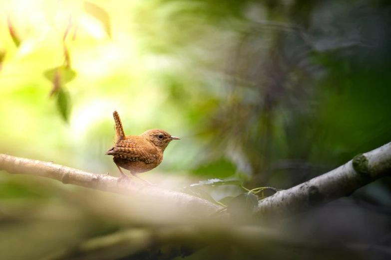 a small brown bird sitting on top of a tree nch