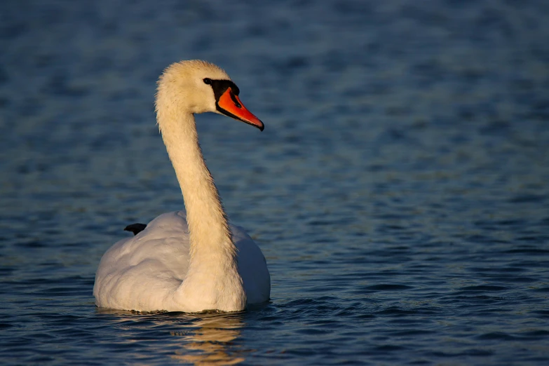 a close up of a swan swimming in a body of water