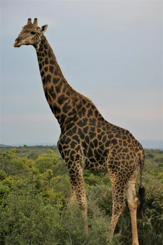 a giraffe that is standing in some grass