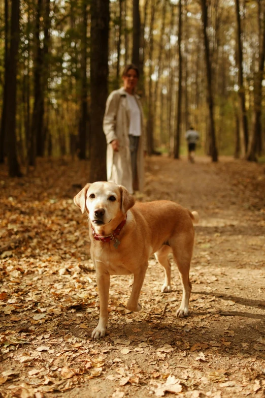 a dog is standing on a leaf covered trail