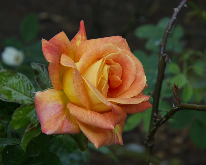 a single yellow rose on a bush with leaves