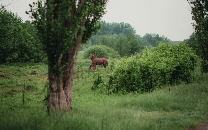 a horse standing in a field next to a tree