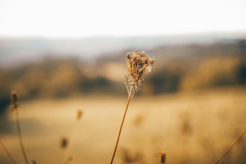 a plant that is standing in the grass