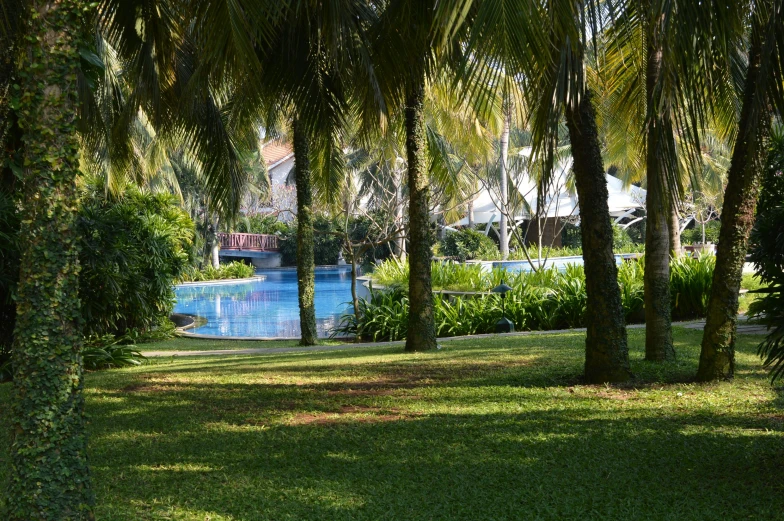 a blue pool in a grassy area surrounded by palm trees