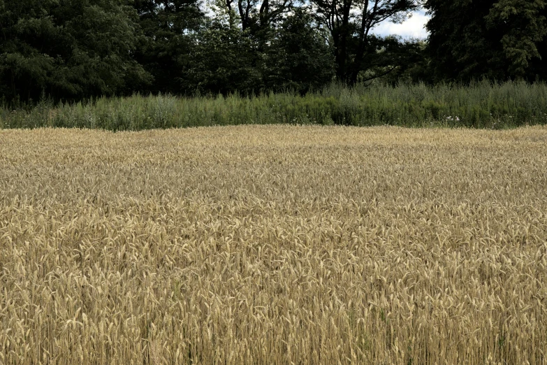 a lone cow is standing in a field of brown grass