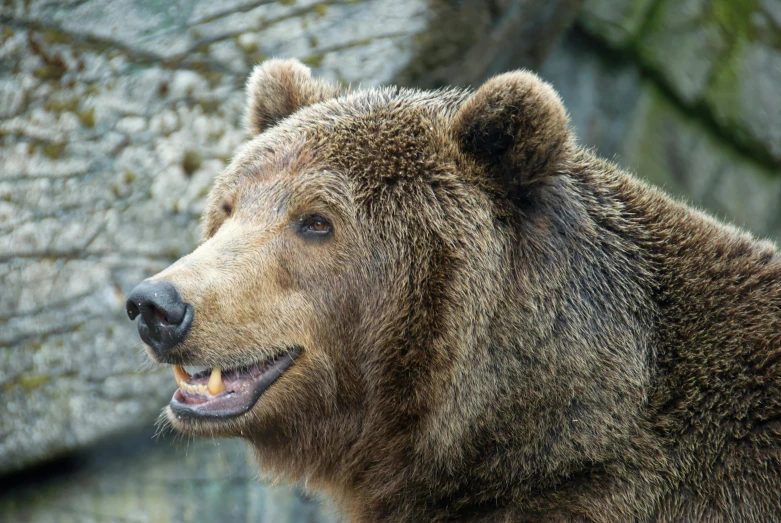 there is a close up picture of a bear with one face