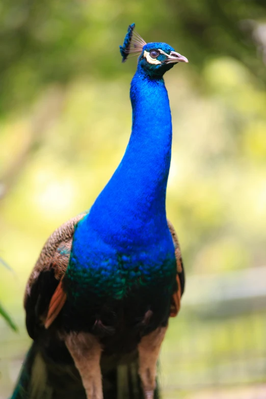 a blue bird with a very pretty long tail