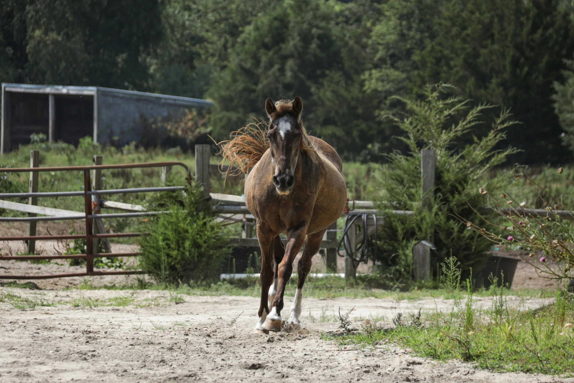 a horse running through a dirt ground covered with grass